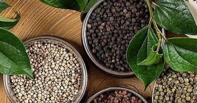 Giá tiêu nay 10/6/2026 tăng tại nhiều địa phương, xuất khẩu sang Trung Đông khởi sắc