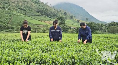 Thái Nguyên trồng mới 325ha chè