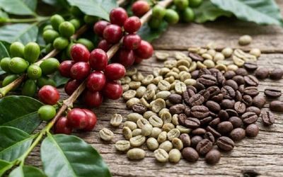 Ngày 10/6: Giá cà phê đảo chiều tăng, hồ tiêu 'lặng sóng'