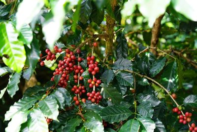Giá cà phê tăng 500 đồng/kg, thị trường hồi phục