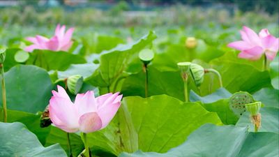 Dịu dàng sắc sen Bách Diệp ở hồ Tây