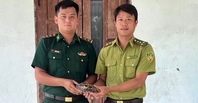 Tiến nhận cá thể Rùa hộp trán vàng