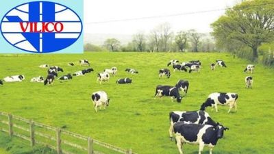 Vilico (VLC) chốt giá chuyển nhượng dự án thịt bò Tam Đảo hơn 1.170 tỷ đồng cho công ty con