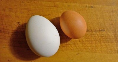 Trứng gà và trứng vịt, loại nào bổ hơn?