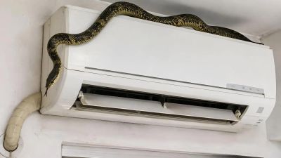 5 cách đơn giản ngăn chặn rắn, chuột chui vào điều hòa mùa hè