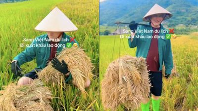 Xem clip khách Tây gánh lúa, dân mạng đùa du lịch mà mệt như xuất khẩu lao động