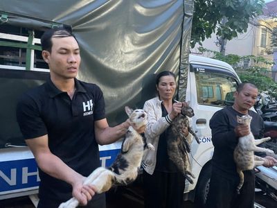 Tạm giữ nhóm người chuyên bẫy bắt, thu gom hơn 500 con mèo liên tỉnh