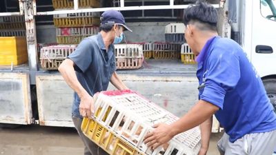 Lời khai của nhóm trộm, thu gom mèo đặc biệt lớn ở TP.HCM