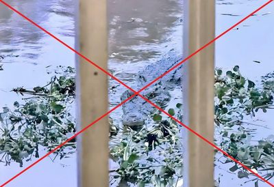 An Giang: Hình ảnh cá sấu trên kênh Vịnh Tre là sản phẩm AI