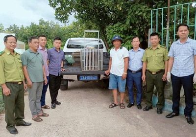 Nhiều động vật quý hiếm liên tiếp xuất hiện giữa khu dân cư ở Quảng Trị