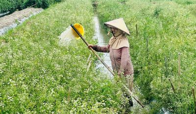 Cần mở hướng trồng lá mùng 5 để tạo sinh kế bền vững