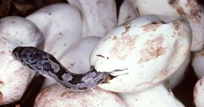 Rắn độc non có 'vô hại', không thể gây nguy hiểm cho con người?