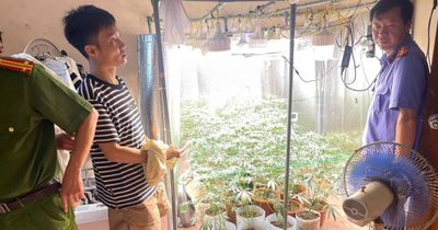 Phát hiện 'vườn' cần sa trong nhà với hệ thống trồng hiện đại ở Hưng Yên