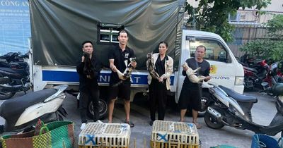 Giải cứu hơn 500 con mèo khỏi đường dây 'miêu tặc'