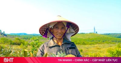 Dứa chín vàng, người dân tất bật vào vụ thu hoạch đầu tiên