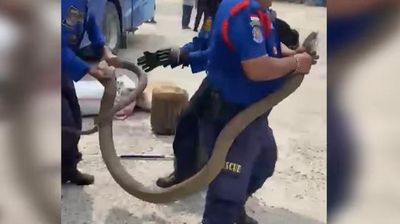Bắt sống rắn hổ mang chúa khổng lồ dài 3 mét ẩn nấp trong xe khách
