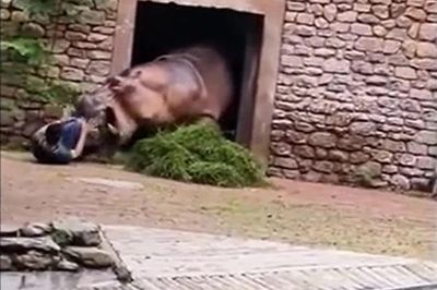 Hà mã nổi cơn thịnh nộ, lao tới há miệng đe dọa nhân viên vườn thú