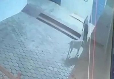 Liều mình chiến đấu với rắn hổ mang chúa, chó nhà hy sinh để bảo vệ gia chủ