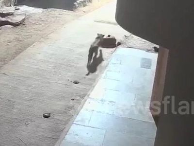 Báo hoang lẻn vào khu dân cư săn mồi, bị chó nhà phản công đến tháo chạy