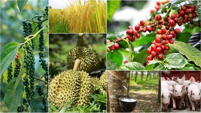 Giá nông sản tháng 5/2026: Biến động mạnh, vật tư đầu vào tăng
