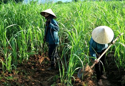 Gia hạn biện pháp phòng vệ thương mại đối với đường mía Thái Lan thêm 5 năm