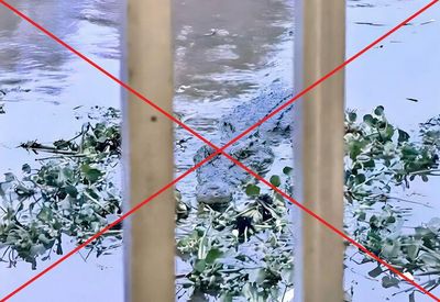 Công an xã Núi Cấm xác định hình ảnh cá sấu trên kênh Vịnh Tre là sản phẩm AI