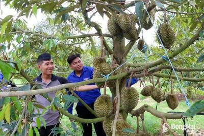 Người trẻ chủ động phát triển kinh tế nông nghiệp