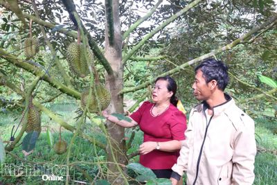 Sầu riêng bén rễ, xanh tốt trên vùng đất khó