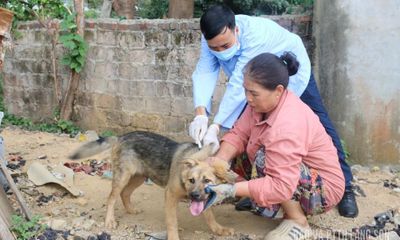 Ngừa bệnh dại trên vật nuôi