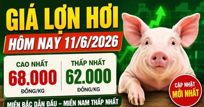 Giá lợn hơi hôm nay 11/6: Miền Bắc áp đảo, miền Nam tiếp tục trầm lắng