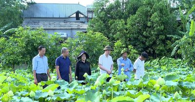 Cây sen mang lại sinh kế mới cho người dân Việt Hồng
