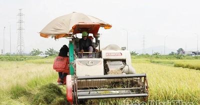Vụ Xuân đạt kết quả cao