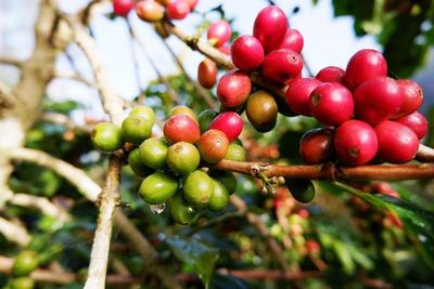 Giá tiêu tăng, cà phê giảm mạnh