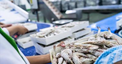 Tôm, cá tra tiếp tục dẫn dắt xuất khẩu thủy sản