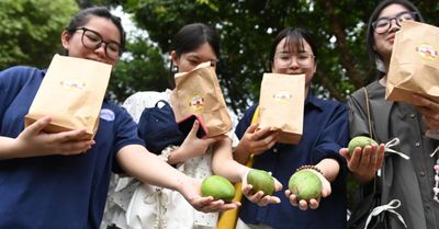 Thí sinh vui mừng nhận xoài Đăng Khoa may mắn từ cây cổ thụ trong khu di tích