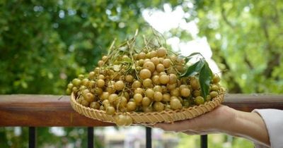 Loại quả ví như 'gia vị vạn năng' chỉ có ở vùng núi phía Bắc: Từng mọc đầy ven rừng nay có tiền chưa chắc mua được loại ngon