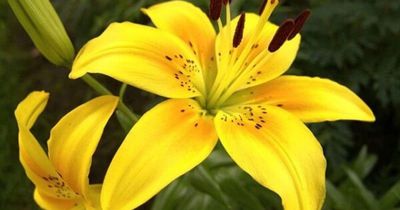 Người mệnh Kim đặt những cây này trong nhà: Vừa đẹp sang, vừa mang lại may mắn