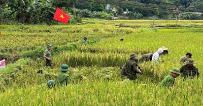 Mùa gặt đặc biệt trên cánh đồng Xuân Quang