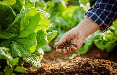 Việt Nam đứng thứ 5 châu Á về diện tích sản xuất nông nghiệp hữu cơ
