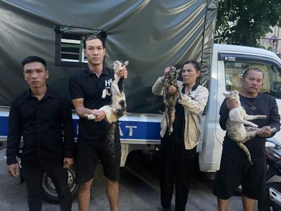 Công an TP.HCM triệt phá đường dây trộm cắp, thu gom mèo liên tỉnh