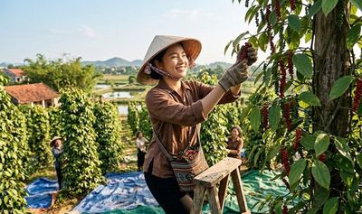 Giá hồ tiêu hôm nay 12.6: Ổn định, nông dân tiếp tục chờ tín hiệu tăng mới