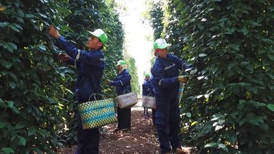 Khoác 'áo mới' cho hạt tiêu Việt