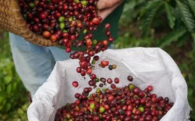 Ngày 12/6: Giá cà phê bật tăng mạnh, hồ tiêu neo ở mức cao