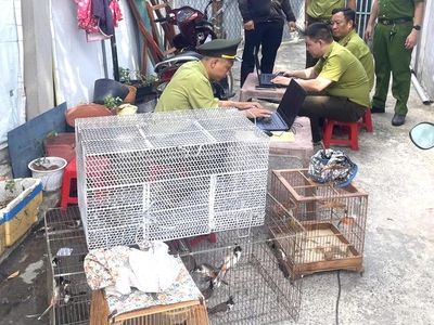 TPHCM: Tạm giữ 28 con chim nuôi nhốt không rõ nguồn gốc