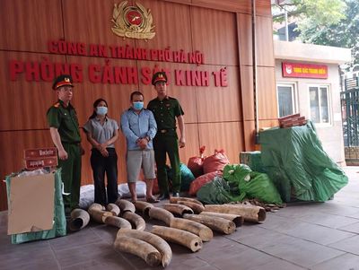 Bắt giữ đường dây vận chuyển, mua bán ngà voi và thuốc lá lậu