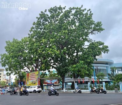 Những bóng cây cổ thụ