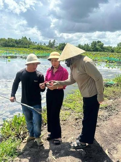 Mô hình nuôi ốc kết hợp sinh thái, hướng đi mới ở phường Long Hương