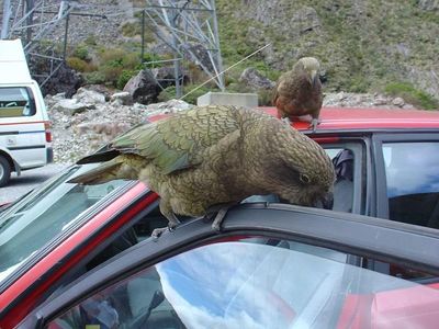 'Băng đảng' vẹt núi khét tiếng chuyên chọc ghẹo khách du lịch ở New Zealand