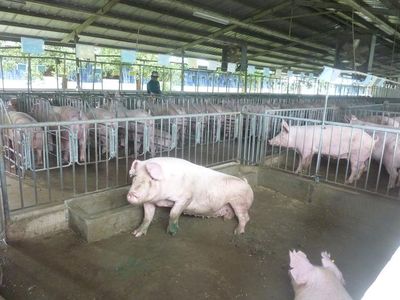 Giá heo mảnh hôm nay, 31-5: Các vùng miền tiếp tục giảm