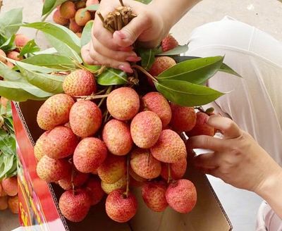 Chưa từng có: 300.000 đồng/kg vải thiều tại vườn